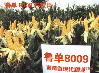 ³��8009