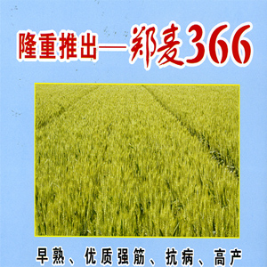 ֣��366