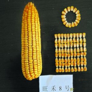 旺禾8号